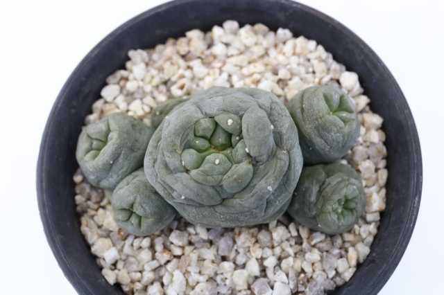 植物】サボテン ロフォフォラ フリキー 銀冠玉 群生 特選株 | A