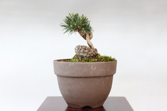 黒松　[模様木]　中品盆栽 CACTUS 黒松 [模様木] 中品盆栽 CACTUS様専用 - メルカリ