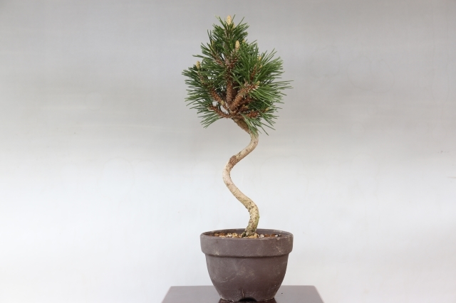 寿松 文人仕立て A1692 数量もの ギフトにオススメ☆松柏類 黒松 ミニ