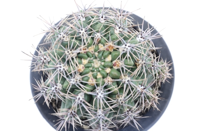 アチラセンセ 実生 A1799☆ギムノカリキウム サボテン☆浦部陽向園