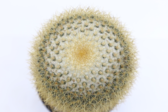 泉丸錦 実生 A1801☆マミラリア サボテン☆浦部陽向園