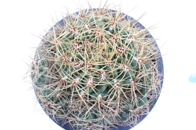 サボテン1  80円 サボテン1 80円 【公式通販】