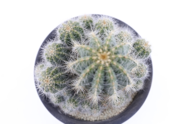 マグニフィカス 実生 A1830☆エリオカクタス サボテン☆浦部陽向園