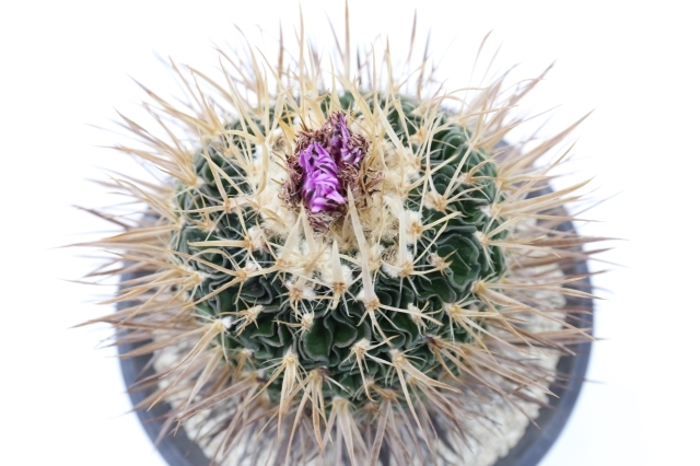 （希少・レア）サボテン【Pyrrhocactus dimorphus】実生株 種子20粒 ピロカクタス属(Pyrrhocactus)の種子ミックス : 多肉