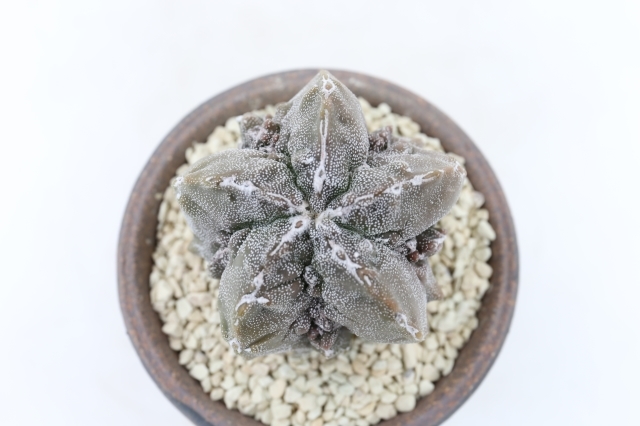 サボテン　浦部陽向園