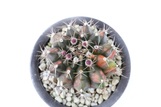 貴重実生品種‼️花サボテン N o.27 良香 10年株 貴重実生品種