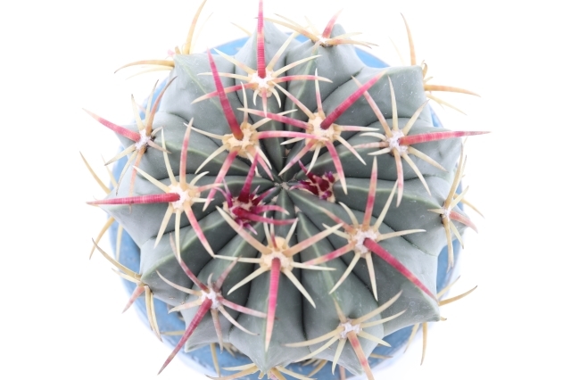 天城 実生 A2074☆フェロカクタス サボテン ギフトにオススメ☆浦部陽向園