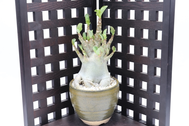 多肉植物