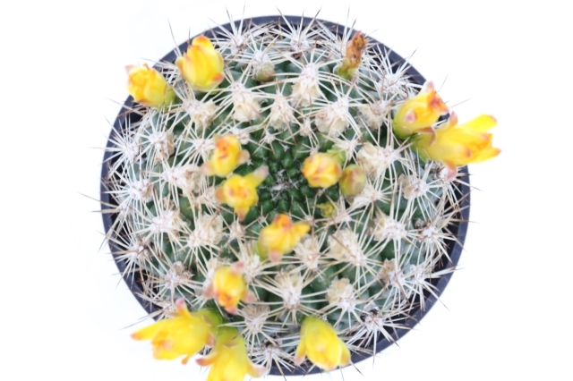 Y6-A246 一点物 人気実生サボテン 特選開花大株 多肉植物 花サボテン