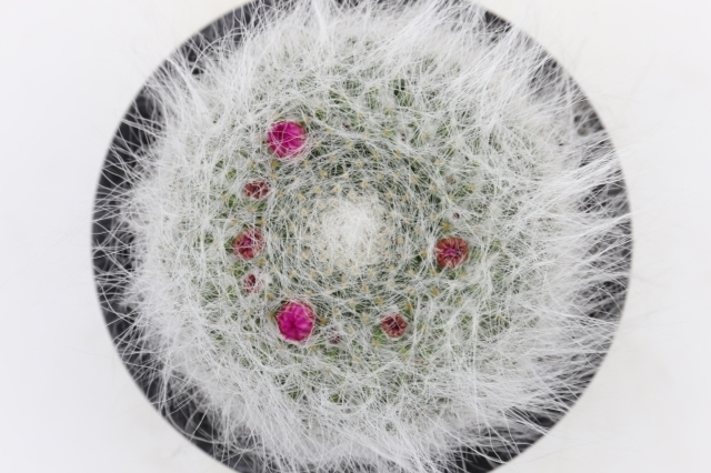 古株群生】翁玉 玉翁殿 白鳥 白星 姫春星 マミラリア 楽天市場