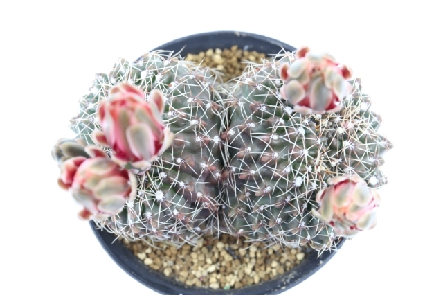 多肉植物 花サボテン 緋花玉 実生 セール 多肉植物 花サボテン 血斑・緋