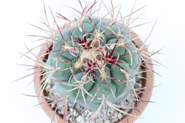 緋冠竜 実生 A2257☆テロカクタス サボテン☆浦部陽向園