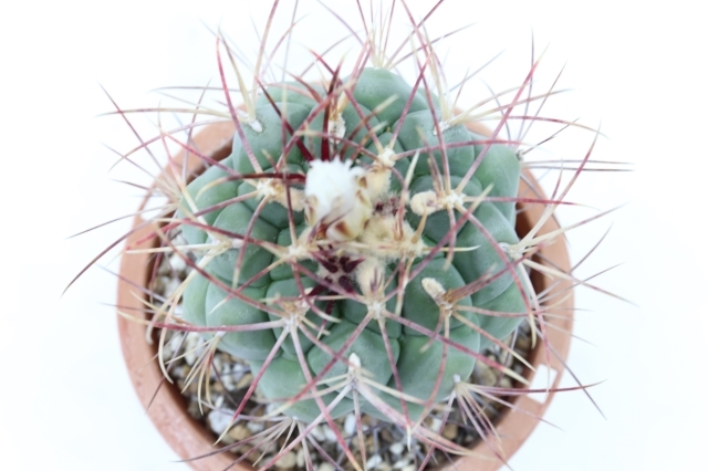 CACTUS フラワー・ガーデニング サボテン テロカクタス 緋冠竜 実生