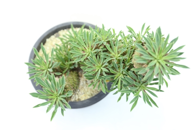 多肉植物