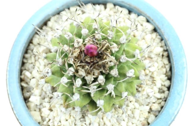 アロンソイ ツルビニカルプス 国内実生 8.5センチ Turbinicarpus