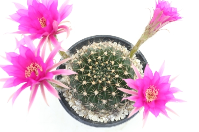 新入荷 多肉植物 濃香花サボテン 花朧月(実生) サボテン