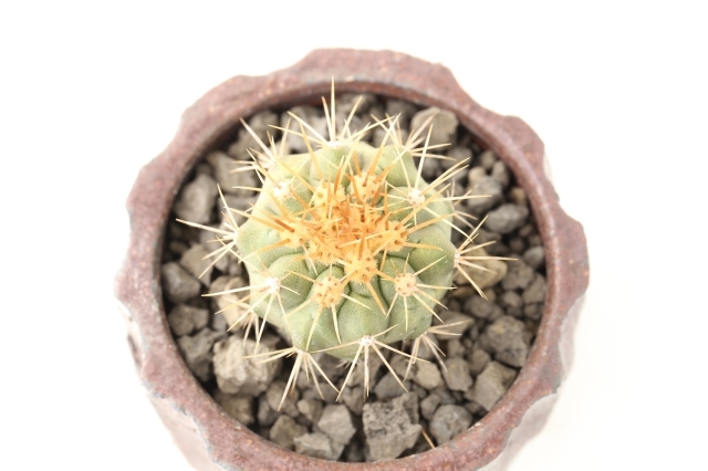 ハセルトニアナ 輸入球 A2406☆コピアポア サボテン☆「送料無料」浦部