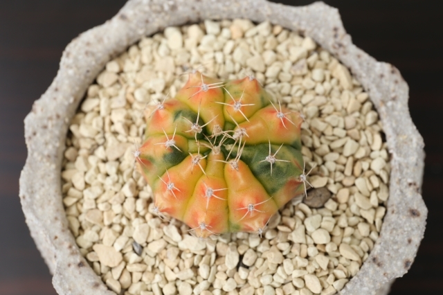 サボテン