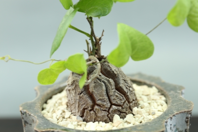 多肉植物