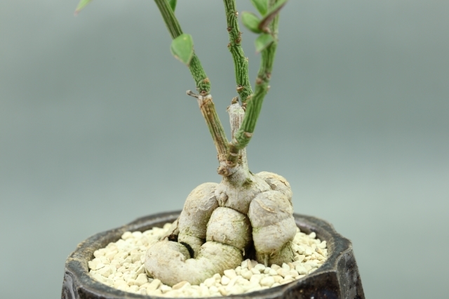 ルベルム 輸入球 478 モナデニウム コーデックス 塊根植物 多肉植物 浦部陽向園