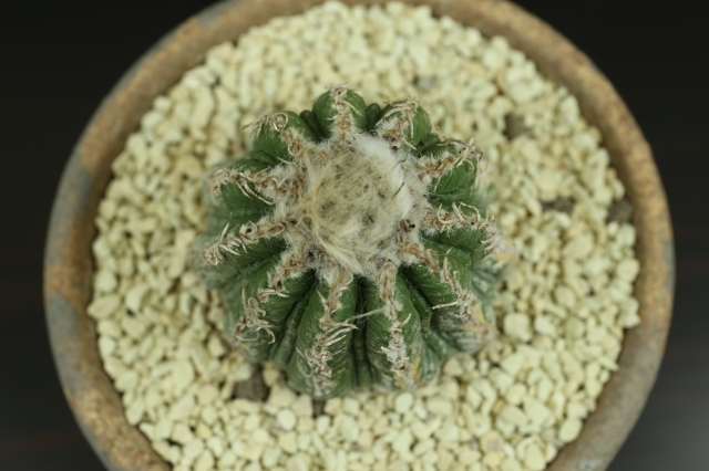 花籠 輸入球 a2503 アズテキウム リッテリー サボテン 送料無料 浦部陽向園 花籠 輸入球 a2503 アズテキウム リッテリー サボテン 送料無料 浦部陽向園