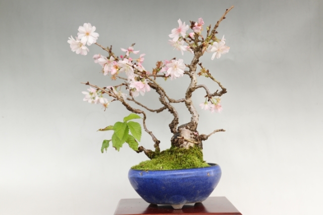十月桜 A2544★サクラ 花物実物類 小品盆栽★「送料無料」浦部陽向園 盆栽