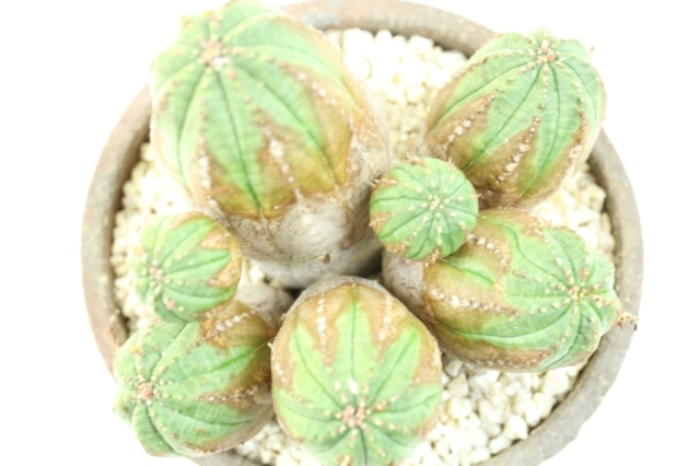 多肉植物