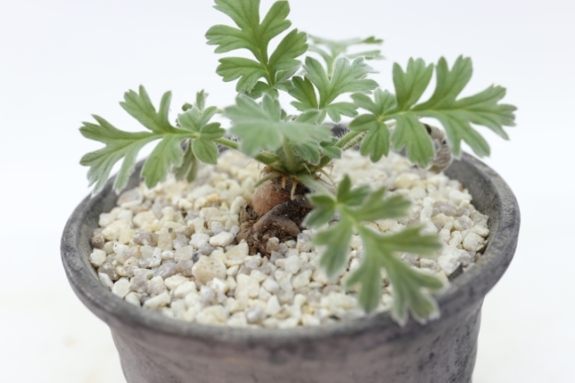 多肉植物