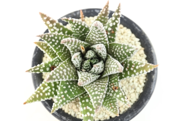 天使の涙sp hyb A2723★ハオルシア 多肉植物★浦部陽向園 多肉植物