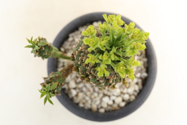 多肉植物