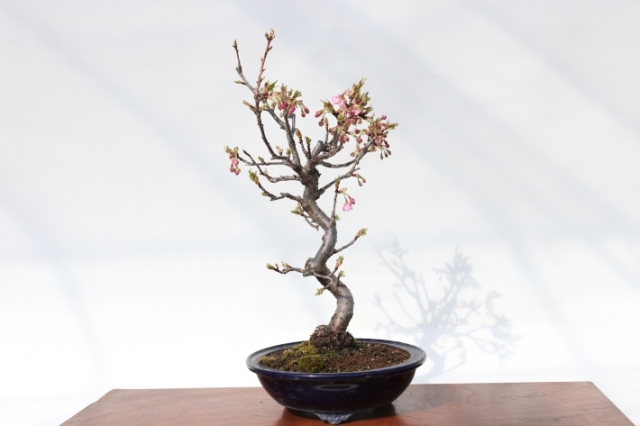 河津桜 A2755★サクラ属 花物実物 中品盆栽★「送料無料」浦部陽向園 盆栽