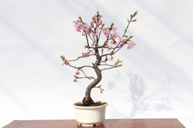河津桜 A2756★サクラ属 花物実物 中品盆栽★「送料無料」浦部陽向園 盆栽