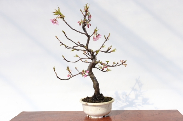 河津桜 A2757★サクラ属 花物実物 中品盆栽★「送料無料」浦部陽向園 盆栽