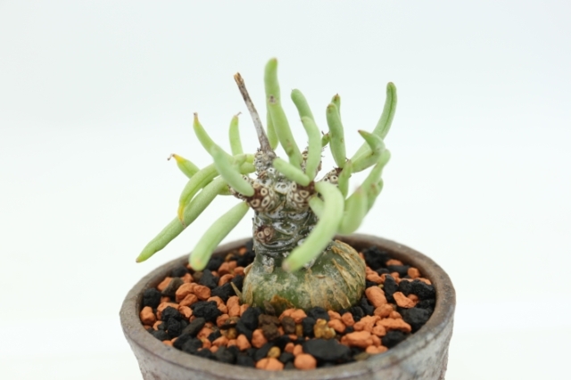 多肉植物