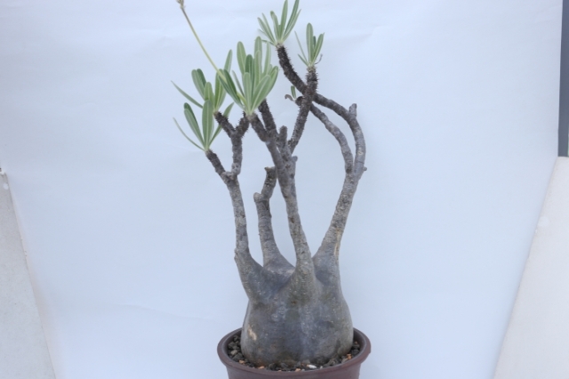 エブレネウム 輸入球 A2790☆パキポディウム 塊根植物 多肉植物 ...