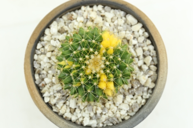 金洋丸錦 実生 A2831☆マミラリア サボテン☆浦部陽向園