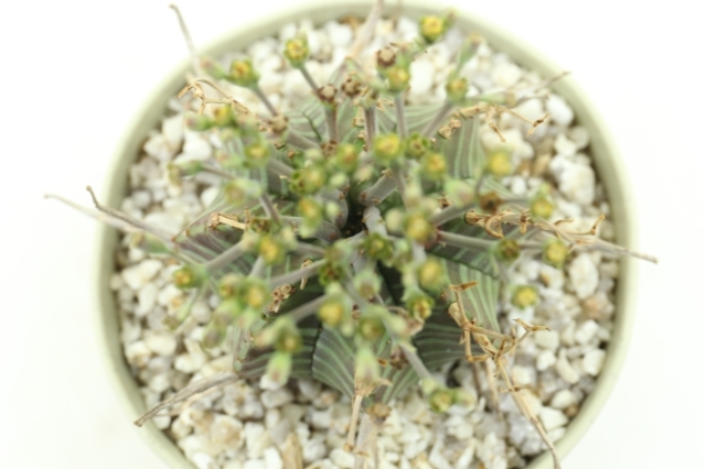 【美株】ユーフォルビアバリダ 国内実生株 塊根植物　サボテン スーパーバリダ ユーフォルビア スーパーバリダ 国内実生株 | mana's farm:塊根
