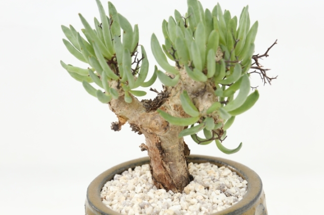 万物想 輸入球 A2844☆チレコドン レティキュラーツス 多肉植物  