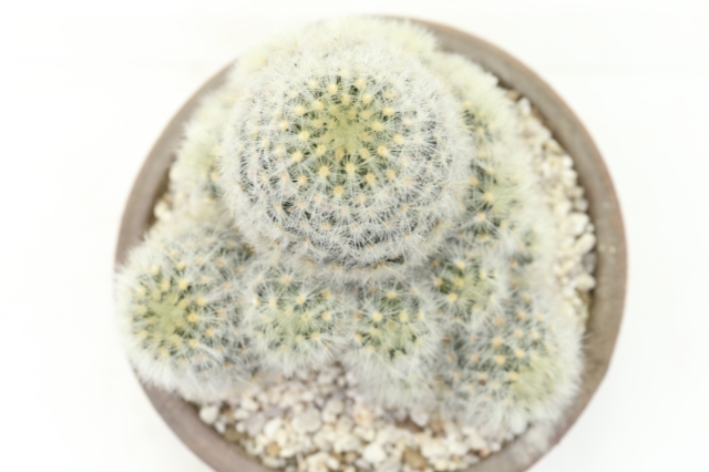 サブコリンボサ ラウ030 エケベリア カット苗 群生 | 多肉植物