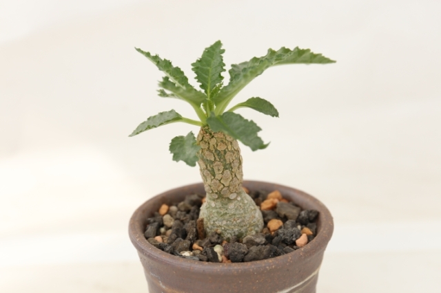 塊根植物 コーデックス