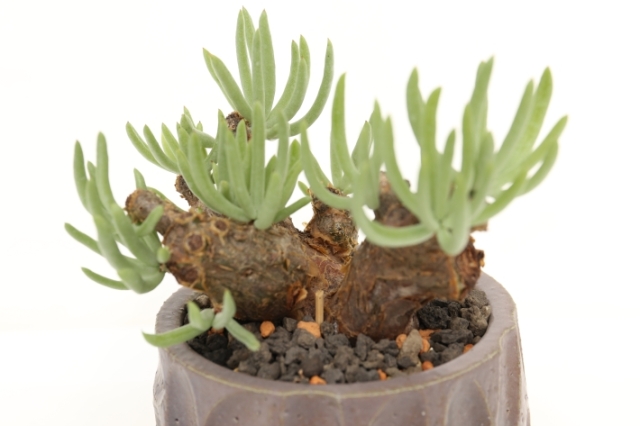 ペアルソニー（盆栽form）株立ち仕立て A2966☆チレコドン 冬型  