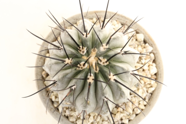 黒王丸台付 鉢ごと発送 飛ぶ 