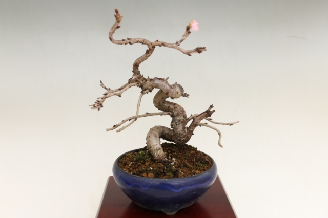 十月桜 A3017★ジュウガツザクラ 花物実物類 小品盆栽★「送料無料」浦部陽向園 盆栽