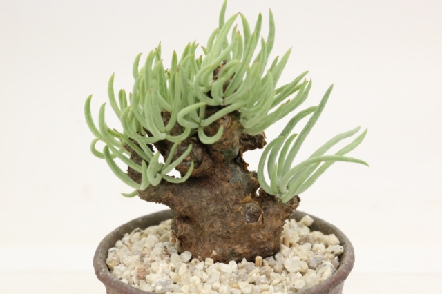 ペアルソニー（白象） 輸入球 A3173☆チレコドン 多肉植物☆「送料無料  