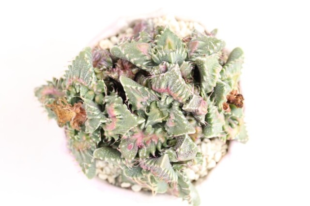 怒涛 実生 A3204☆フォーカリア メセン類 多肉植物☆浦部陽向園