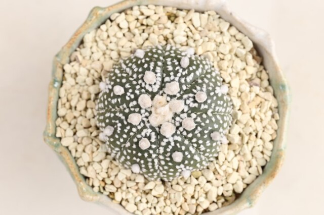 白兜　実生　A3205★カイエス系　カブト丸　サボテン★浦部陽向園