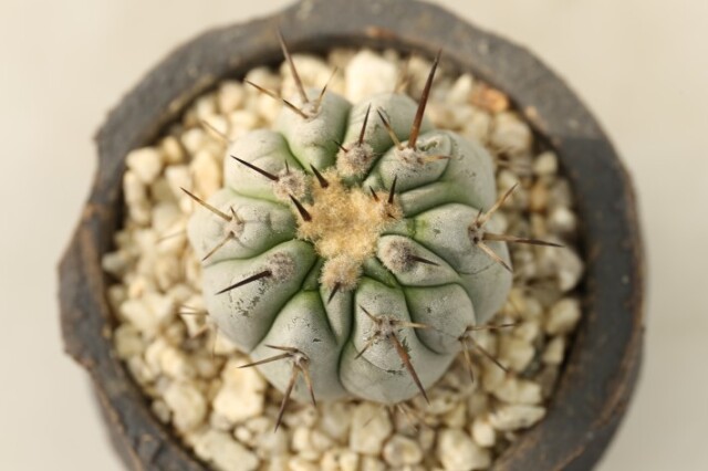 サボテン コピアポア 黒王丸 現地球カキコのカキコ 未発根 抜き苗 か  