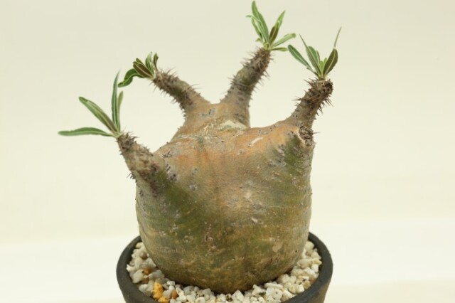 多肉植物