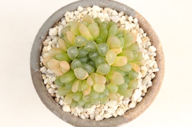 オブツーサhyb 実生 A3298★ハオルチア 多肉植物 数量もの★ギフトにオススメ 浦部陽向園 多肉植物