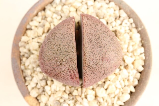紫帝玉 実生 A3299★プレイオスピロス 多肉植物 数量もの★ギフトにオススメ 浦部陽向園 多肉植物